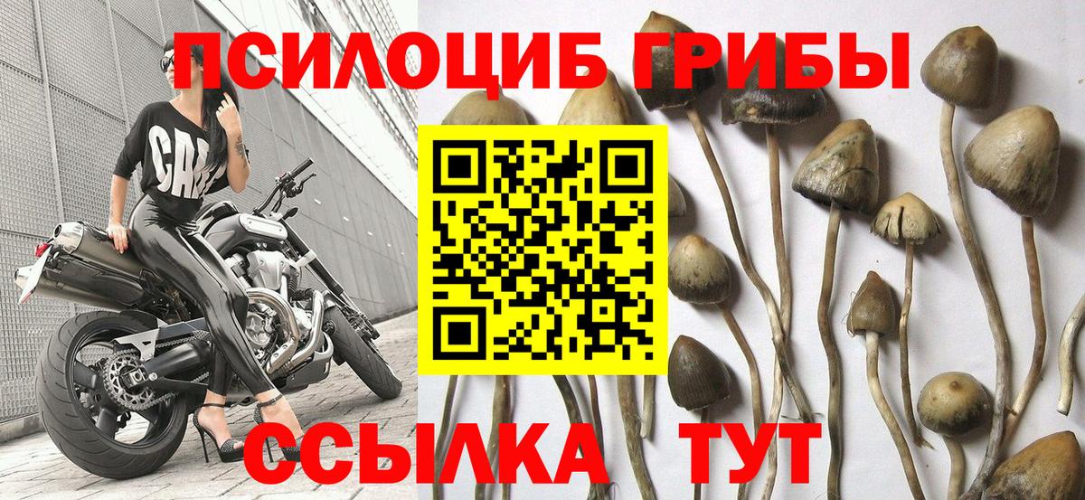 Псилоцибиновые грибы GOLDEN TEACHER Сертолово
